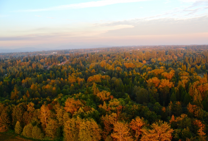 The view from above trees